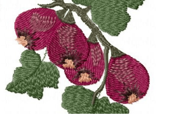Figs Embroidery Design Review